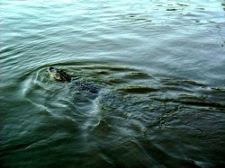 Thumbs/tn_8-2-02 Cypress Swamp Tour 18.jpg